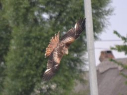 Fauna